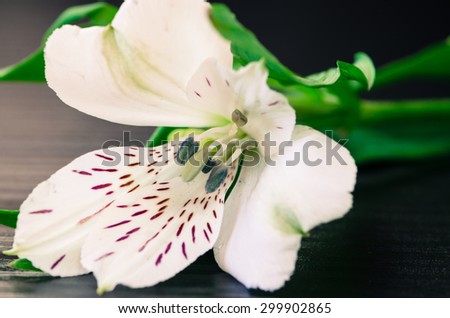 detail of flower against black wooden background