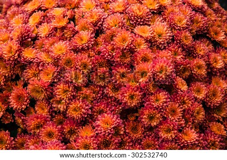 red yellow orange chrysanthemum flowers background image