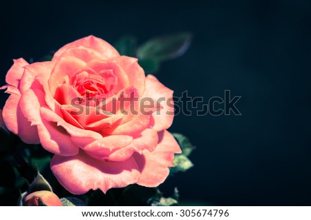 beautiful pink rose against dark background