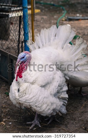 white live turkey animal in farm
