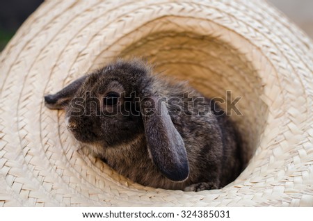 baby rabbit animal in hat