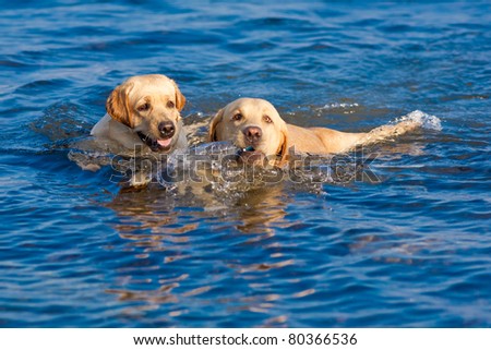 Two Labradors in the sea. Dog and doggess of Labrador swimming in the sea and carrying plastic bottle in their teeth
