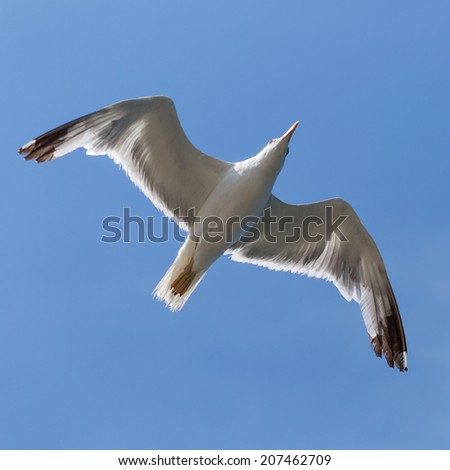 Bird In Flight. Sea bird seagull (Larus Argentatus)