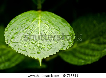 Single green leaf water drops