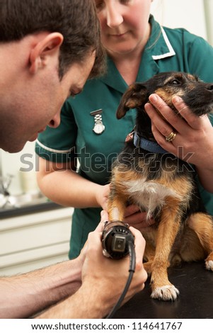 Male Veterinary Surgeon And Nurse Examining Dog In Surgery