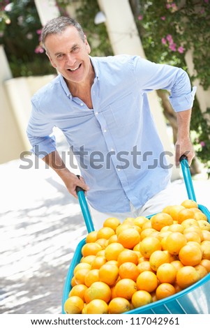 Senior Man Pushing Wheelbarrow Filled With Oranges