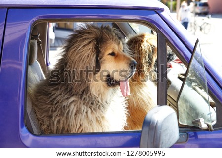 Two Large Dogs Sitting In Front Seat Of Pick Up Truck