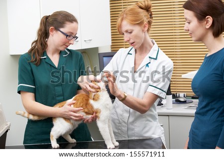 Female Vet Examining Cat In Surgery