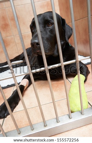Dog In Cage Recovering From Foot Injury