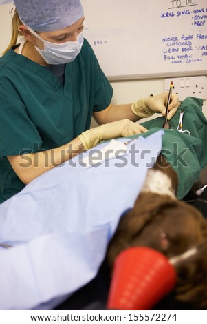 Dog Undergoing Surgery At Vets