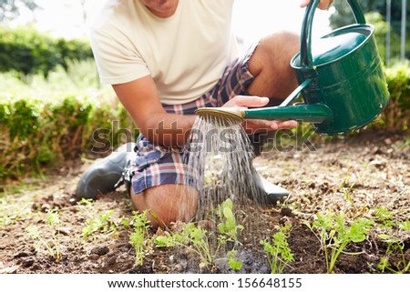 Close Up Of Man Watering Seedlings In Ground On Allotment