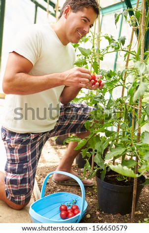 Man Harvesting Home Grown Tomatoes In Greenhouse