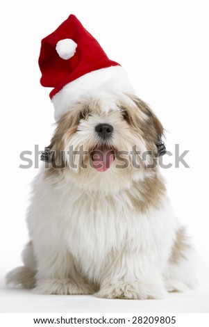 Lhasa Apso Dog Wearing Santa Hat