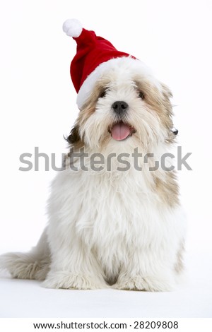 apso lhasa dog. stock photo : Lhasa Apso Dog