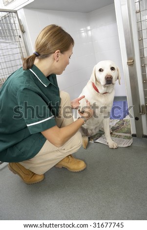 Veterinary Nurse Checking Sick Animals In Pens