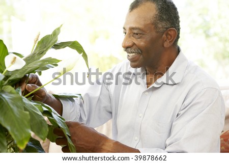 Senior Man Looking After Houseplant