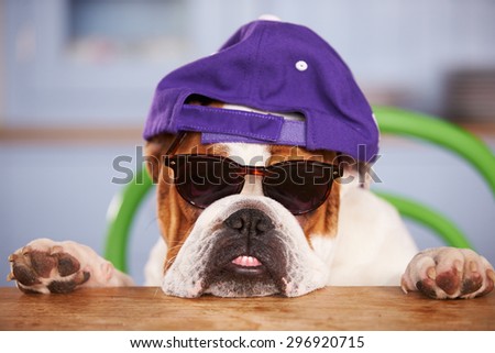 Sad Looking British Bulldog Wearing Baseball Cap