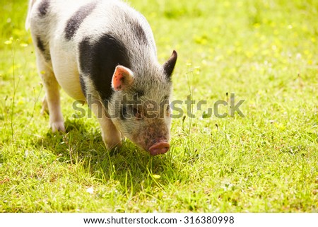 Pet Micro Pig In Field Of Yellow Summer Flowers