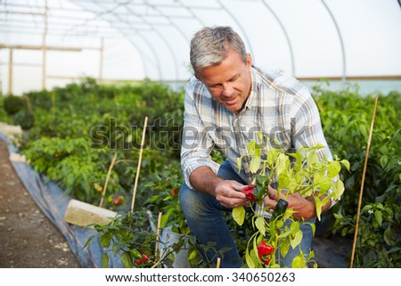 Farmer Checking Organic Chilli Plants In Greenhouse