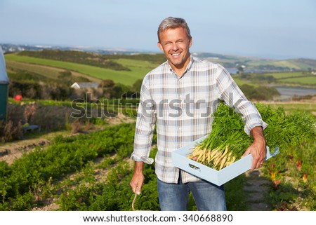 Farmer Harvesting Organic Carrot Crop On Farm