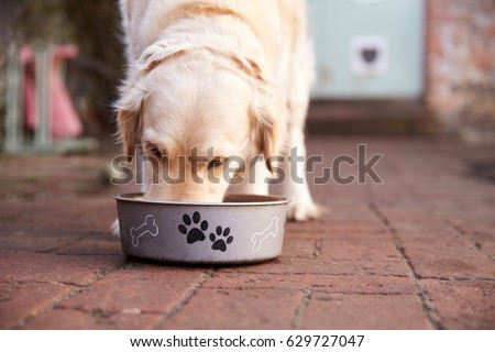 Labrador Eating from Dog Bowl