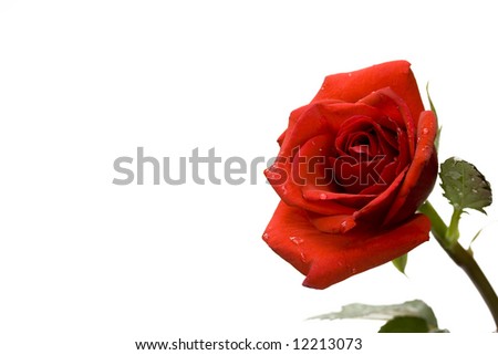 red rose flower background. stock photo : red rose flower against white ackground