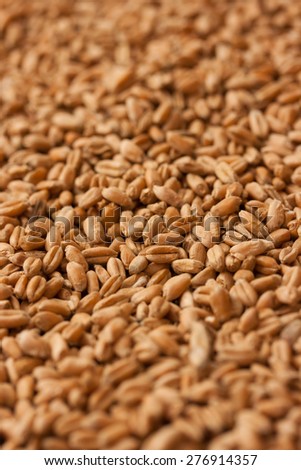 Wheat grains background