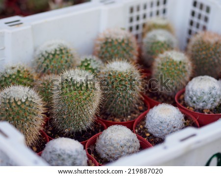 Cactus Mini Market