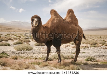 Camel In The Taklamakan Desert
