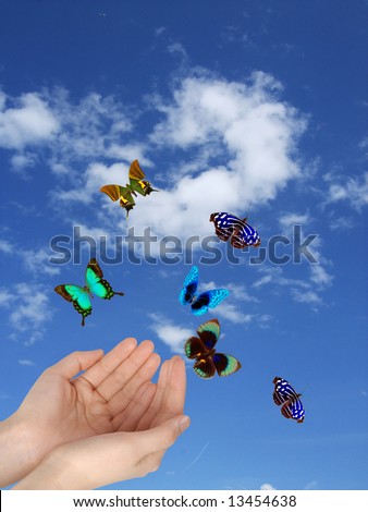 Pictures Of Butterflies Flying. The utterflies flying in