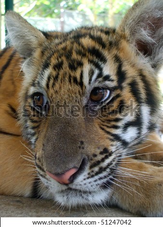 Close-up of a baby tigers face