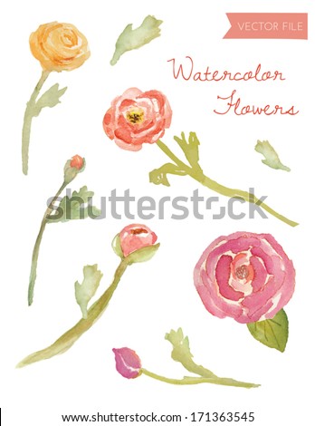 Watercolor Vector Ranunculus and Flowers Watercolor Vector Ranunculus and Flowers