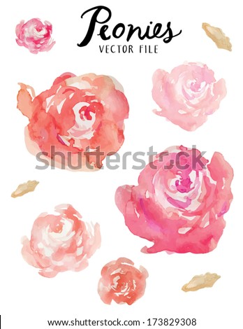 A Vector Floral Collection Of Painted Pink Watercolor Peonies / Pink And Orange Watercolor Peonies Vector Collection