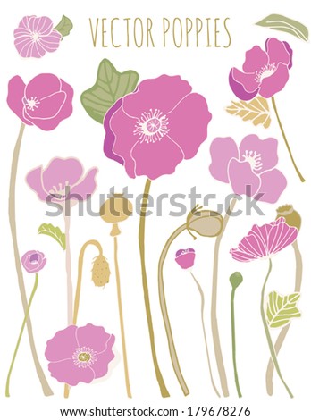 Collection of Purple Vector Poppy Flowers With Leaves, Stems, and Buds