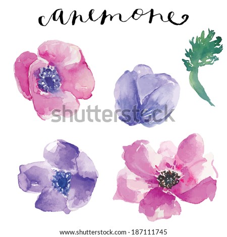 Watercolor Vector Flowers. Watercolor Anemone Flowers. Painted Flower Vector