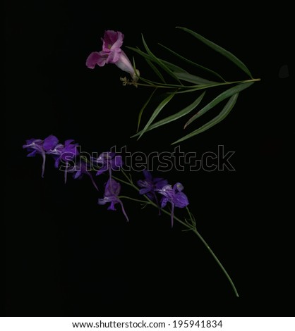 Spring Flowers on Isolated Black Background. Purple Spring Flowers. Purple flowers.