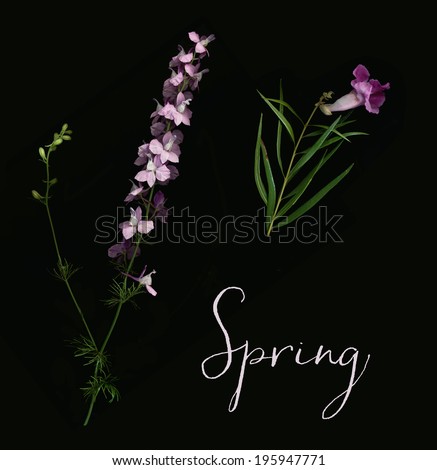 Real Flowers on Black Background. Spring Flowers Black Background. Flowers Black Background. Purple Spring Flowers