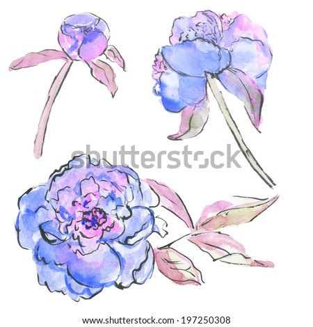 Watercolor Peony Flowers. Sketched Peonies