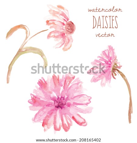 Watercolor Daisy Vector Flowers. Pink Painted Daisy Vector