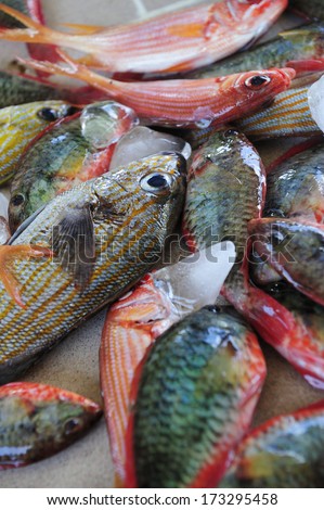 MARTINIQUE - May 2 : The tropical fish at fish market near Sainte Marie, Martinique, Caribbean Sea