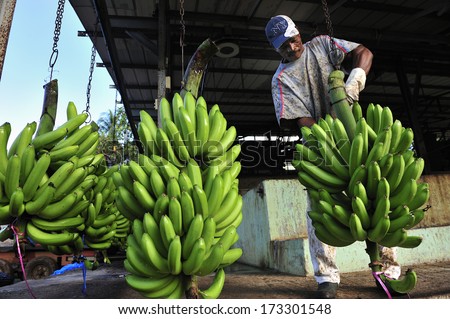 MARTINIQUE - May 4 2008 : A man cutting the banana branches at banana factory near Sainte Marie, Martinique, Caribbean Sea