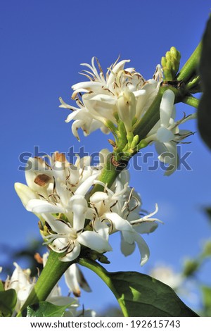 Coffee tree with white flower blossom