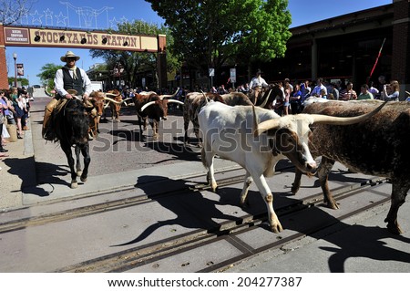 Fort Worth, Teas, USA, - March. 23. 2012: Fort Worth Herd Longhorn Cattle Drive at the Fort Worth Stockyards Historic District, former livestock market, now main tourist attraction in Fort Worth, TX
