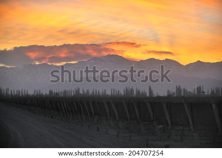 Sunset over vineyard with snow capped mountains of Andes in Mendoza, the heart of wine making region in Argentina, famous for producing Malbec red wine
