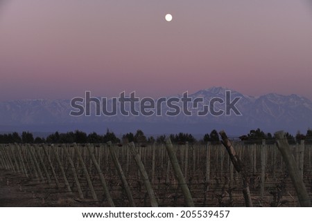 Sunrise over vineyard with snow capped mountains of Andes in Mendoza, the heart of wine making region in Argentina, famous for producing Malbec red wine