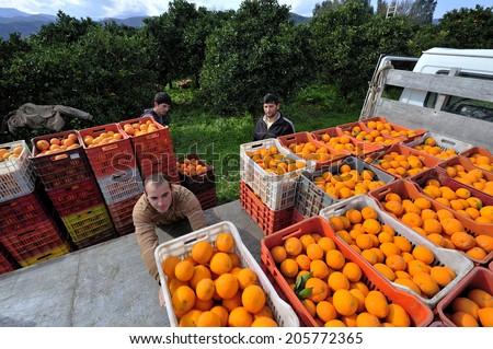 Crete, Greece, February. 1. 2008: Farmers harvesting orange harvesting in the spring valley, Islands of Crete, Greece