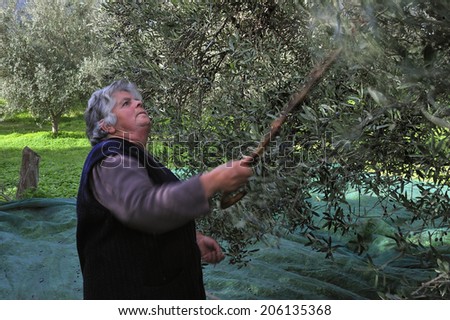 Crete, Greece, - January. 27. 2009: Farmers harvesting olives by hands in the small valley in the island of Crete, Greece