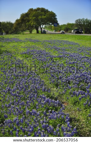 Bluebonnets, the Texas state flower along the side of the highway in Texas