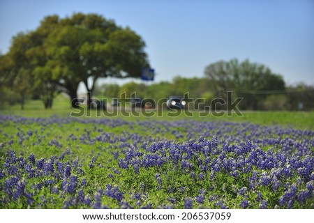 Bluebonnets, the Texas state flower along the side of the highway in Texas
