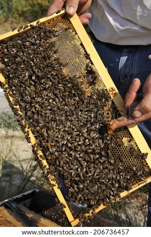 close-up view of working bees on honey cells, Crete, Greece